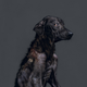 Illustration for article titled Portraits of abandoned dogs before being put down at a shelter